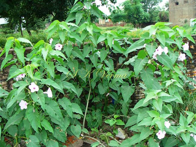  Plant